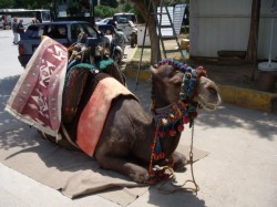 Questo cammello lo abbiamo pregato in “Turco” per farlo alzare ma lui non ci considerava di pezzo!